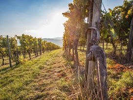 Wandern durch die Weinberge im Remstal bei Stuttgart 3 Tage