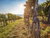 Wandern durch die Weinberge im Remstal bei Stuttgart 3 Tage