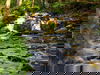 Urlaub mit 4 Pfoten im Harz / 6 Tage