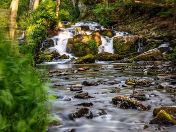 Urlaub mit 4 Pfoten im Harz / 6 Tage