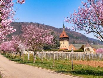 3 Tage Mandelblüte in der Pfalz