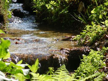 Sommerspezial - Bayerischer Wald