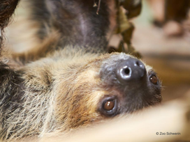 Zoo Schwerin mit Tageseintritt und Übernachtung