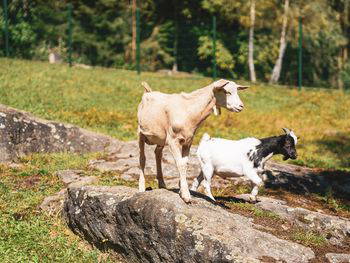 Urlaub mit mit Hund inkl.HP für Herrchen und Frauchen