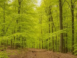 Drei Wellnesstage in der Vulkaneifel & Therme