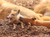 Tierpark Sababurg mit Hotel