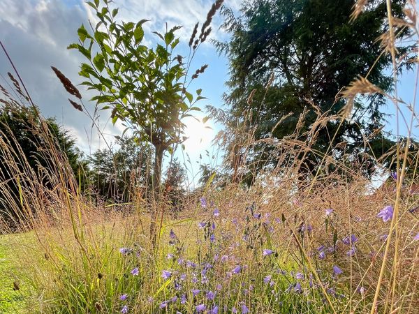 Mit Volldampf auf den Gipfel / 5 Tage im Harz in Braunlage, Niedersachsen inkl. Frühstück