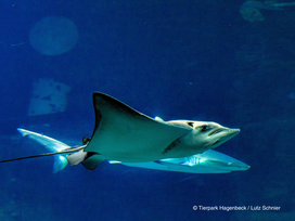 Tierpark und Tropen Aquarium Hagenbeck in Hamburg mit Hotel