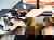 Urlaub mit Hund am Naturparadies Bodensee  | 3 Tage