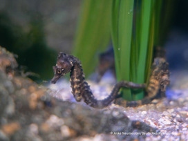 OZEANEUM Stralsund mit Ticket und Hotel