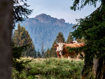 HEIMAT ZEIT im Zeitlang by Rösslwirt