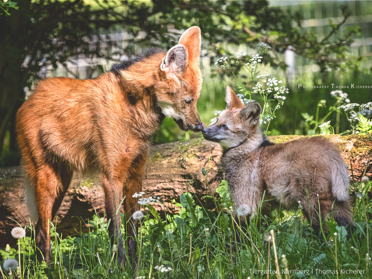 Tierischer Spaß in Nürnberg - 4 Tage