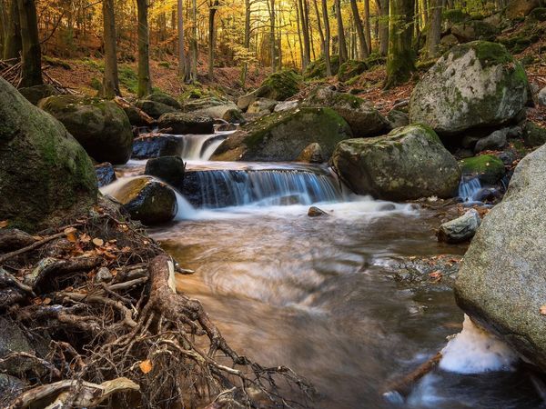 Auszeit im Harz inkl. HP I 3 Tage Kurz-Mal-Natur in Bad Lauterberg, Niedersachsen inkl. Halbpension