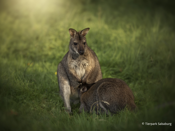 Tierpark Sababurg mit Hotel
