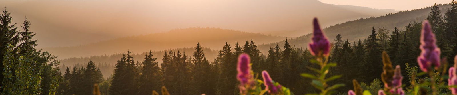 Bayerischer Wald