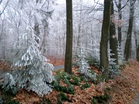 Veluwe Auszeit im Hotel De Paasberg – 3 Tage