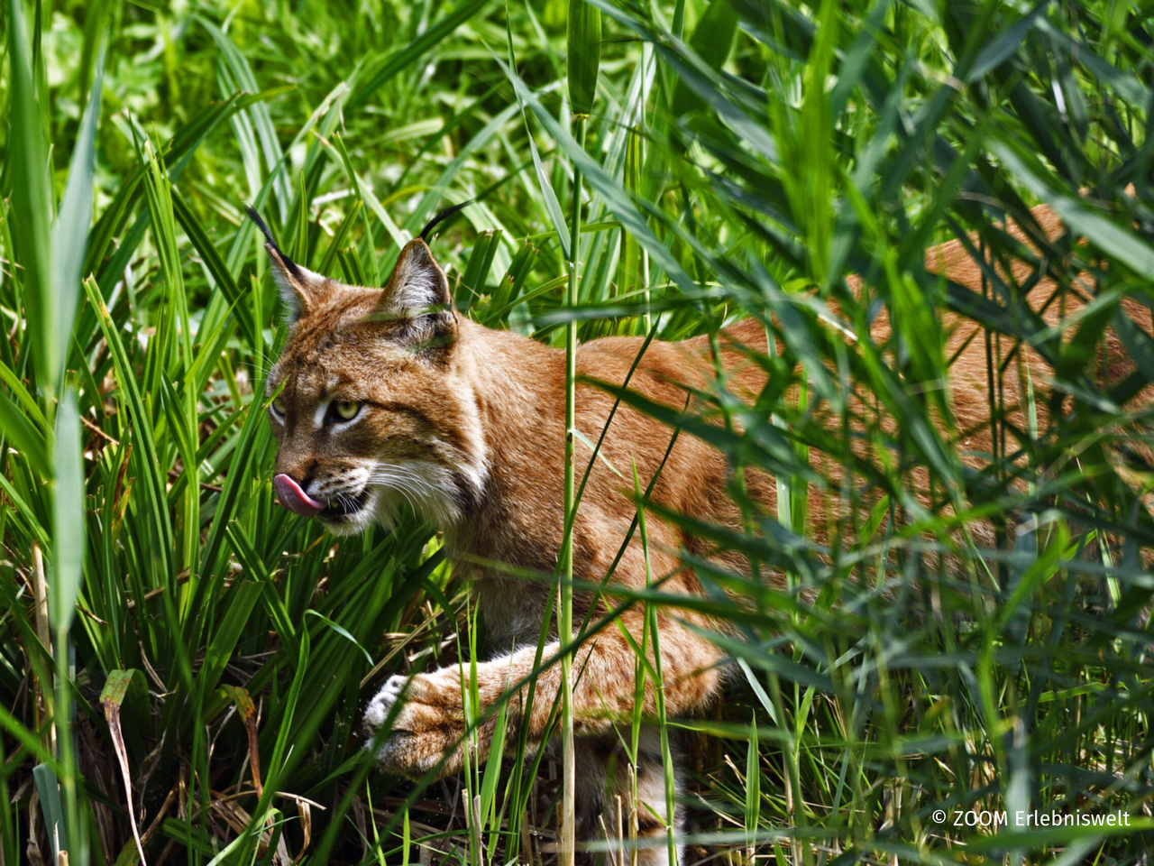 ZOOM Erlebniswelt