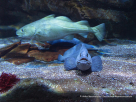 OZEANEUM Stralsund mit Ticket und Hotel