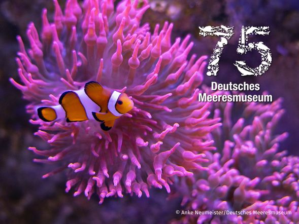 Meeresmuseum Stralsund mit Ticket und Hotel
