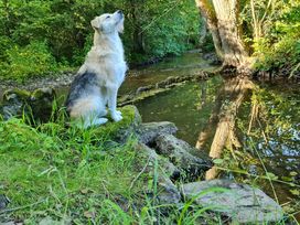 Pfotenzeit im Grünen