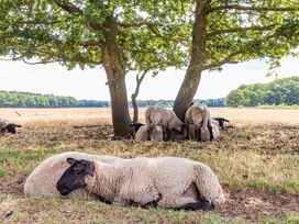 6 Tage Erholung & Naturgenuss im grünen Drenthe