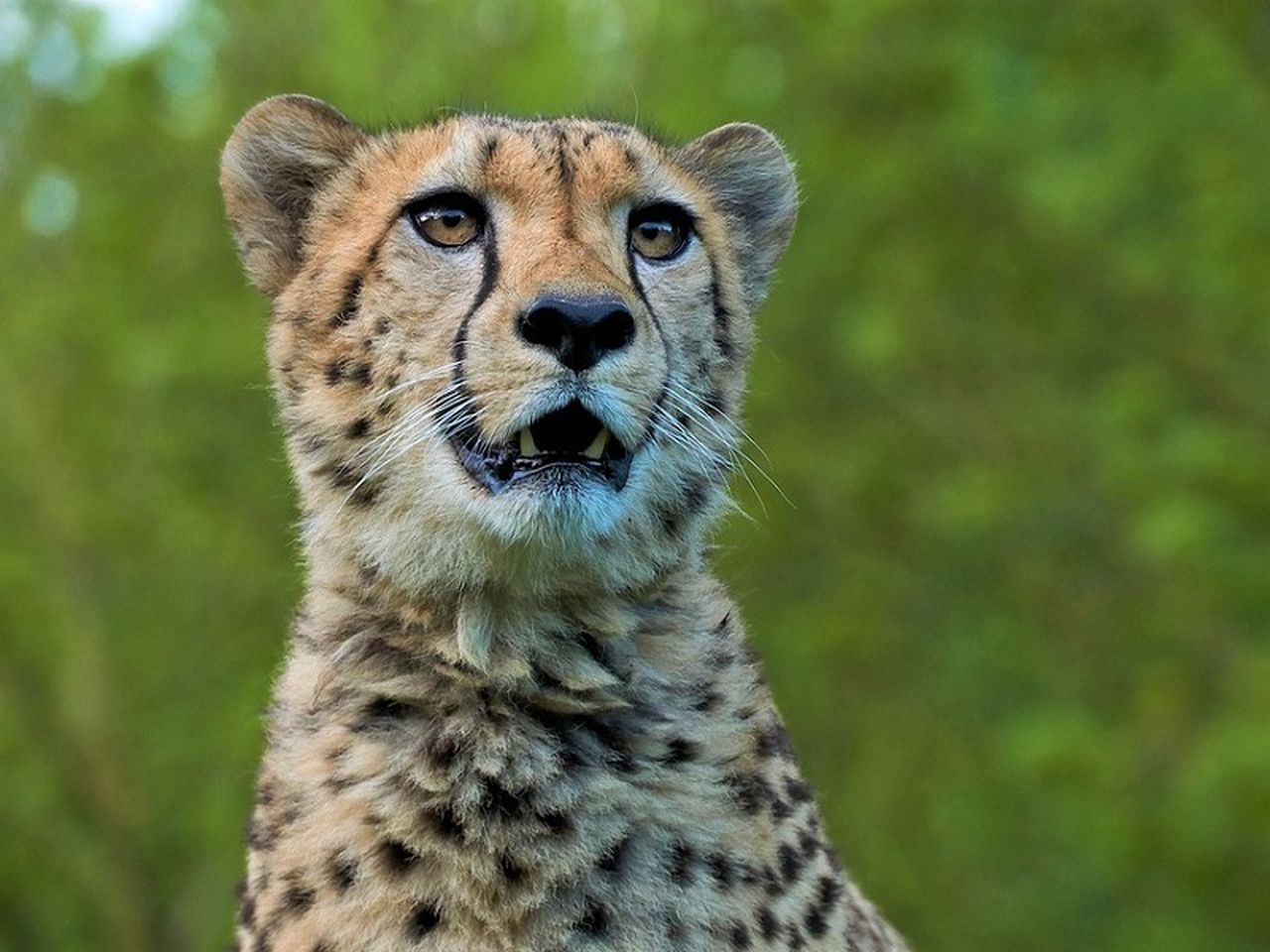 Tierisches Vergnügen: Zoo mit Gondwanaland - 4 Tage