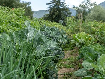 5 Tage Urlaub in Natur: veg. Bio-Resort in den Alpen