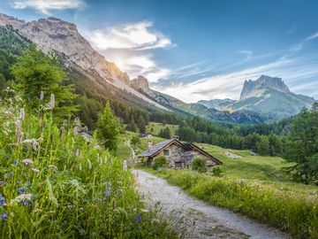 Wildblumen in Tirol
