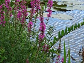 2 Tage in der jüngsten Stadt Rügens mit Frühstück