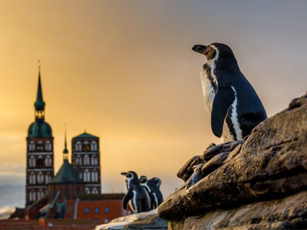 2 Tage Goldener Herbst – Lastminute Stralsund entdecken, Mecklenburg-Vorpommern inkl. Frühstück