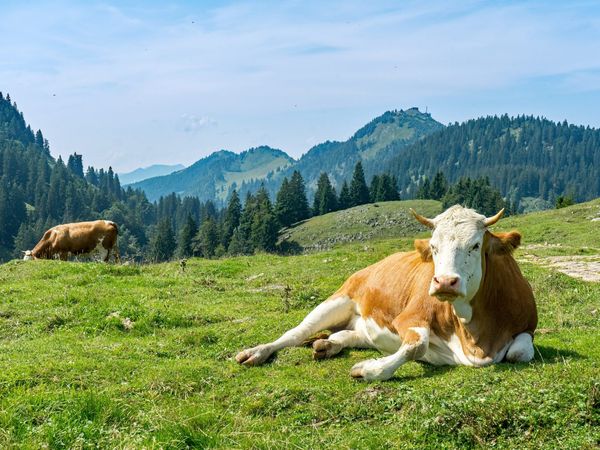 Wau! Auf 4 Pfoten unterwegs im Chiemgau in Frasdorf, Bayern inkl. Halbpension