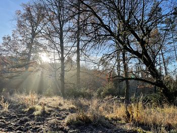 Wintererwachen im Wald