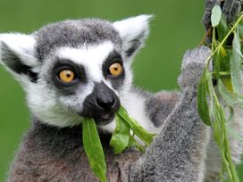 Serengeti Park Hodenhagen mit Hotel