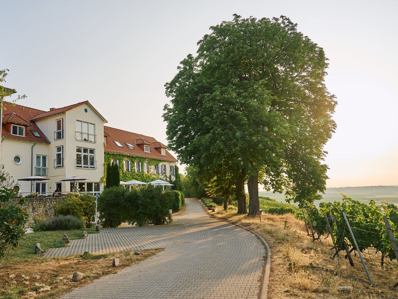 Winterliche Träumerei im Weinberg