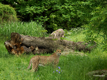 Kölner Zoo