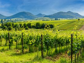 89 Euro-Sommer-Special - 3 Tage in der schönen Pfalz