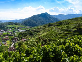 6 Tage Weingenuss in Niederösterreich mit HP