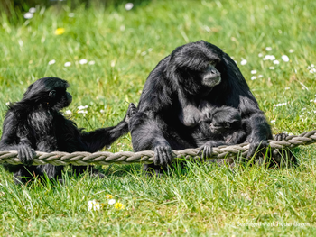 Serengeti-Park Hodenhagen mit Ticket und Hotel