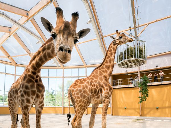 Elsass erleben mit Zooabenteuer – 3 Tage in Baldersheim, Grand Est inkl. Frühstück