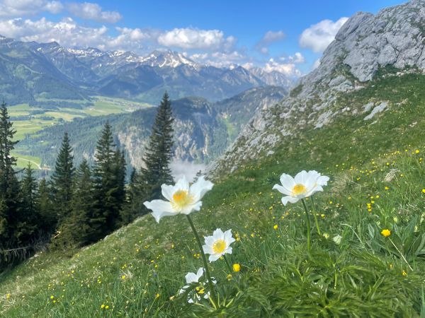 2 Tage Allgäuer Natur erleben (2 Nächte) in Bad Hindelang, Bayern inkl. Frühstück