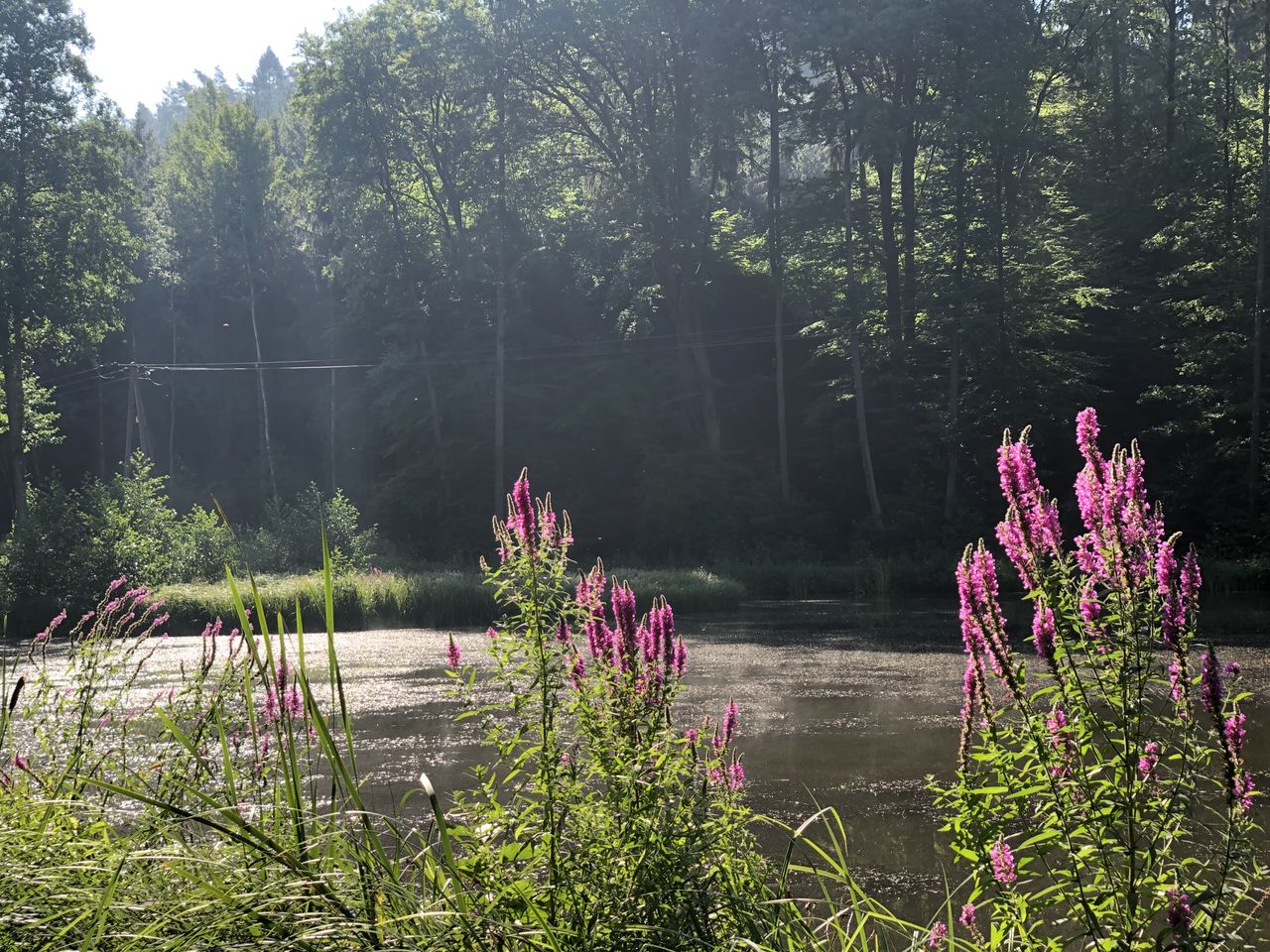 Herbsterwachen im Wald