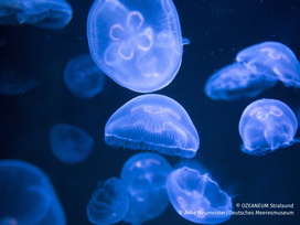 OZEANEUM Stralsund mit Ticket und Hotel