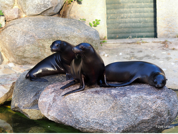 Zoo Leipzig mit Hotel