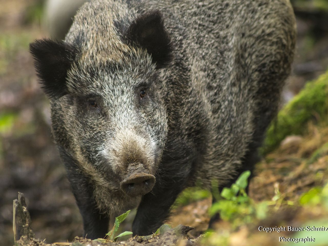 Wildpark Schloss Ortenburg