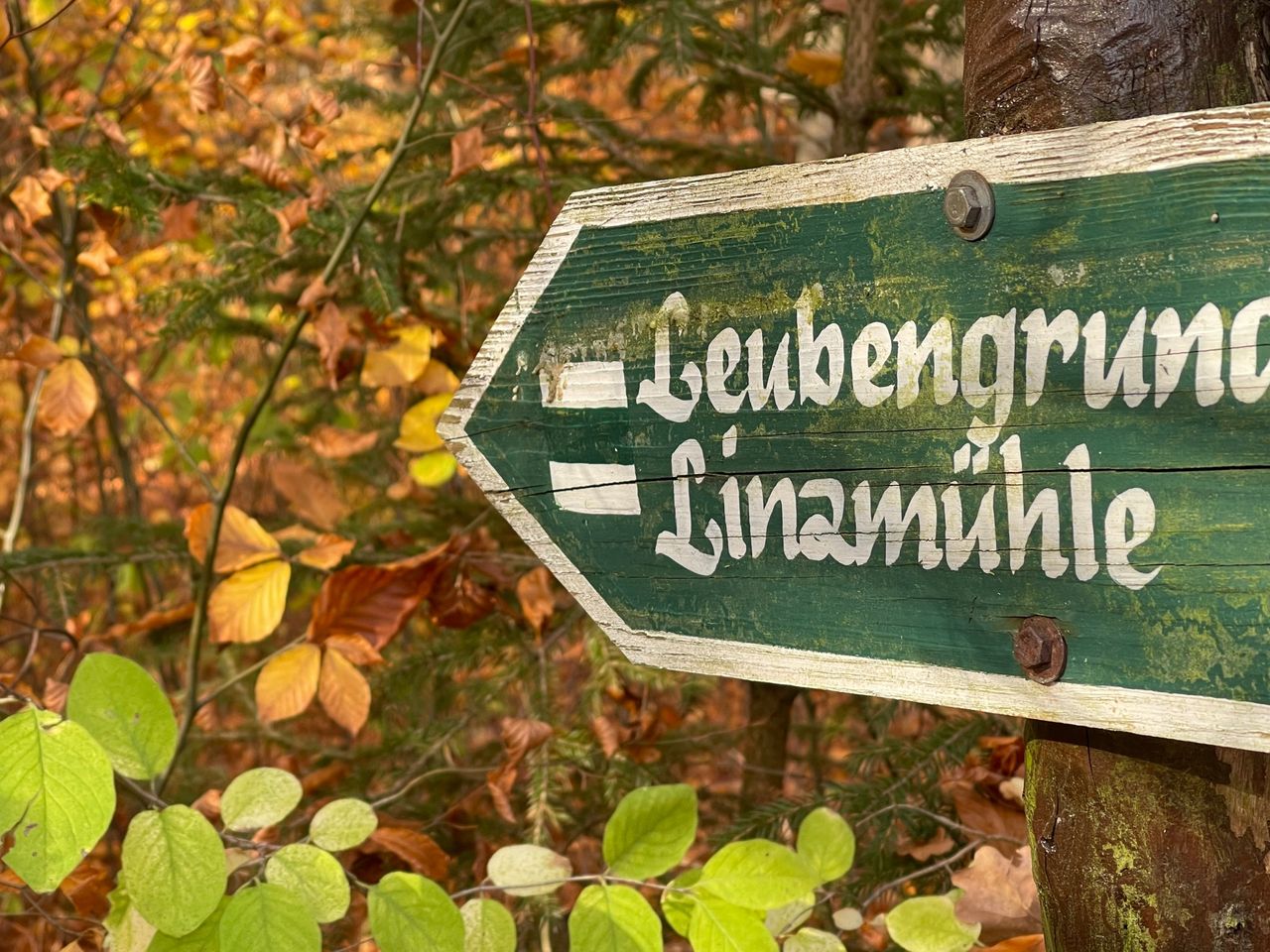 Sommererwachen im Wald