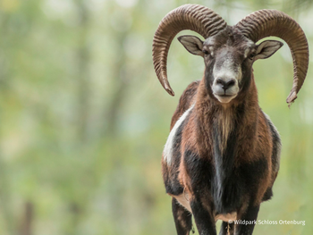 Wildpark Schloss Ortenburg