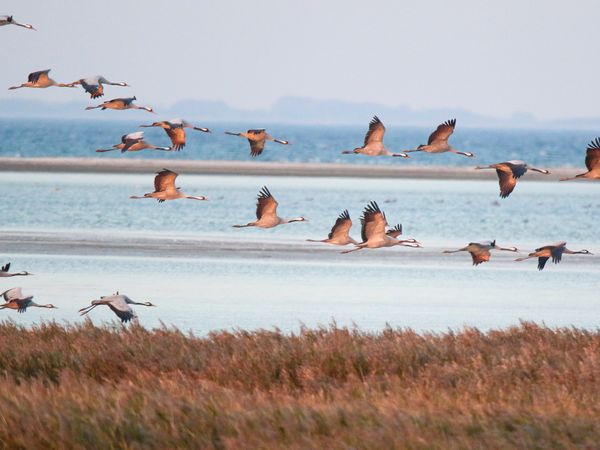 4 Tage Kranichzeit – eine ganz besondere Zeit in Zingst, Mecklenburg-Vorpommern inkl. Frühstück