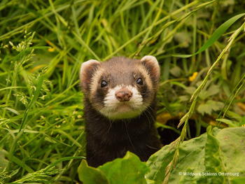 Wildpark Schloss Ortenburg