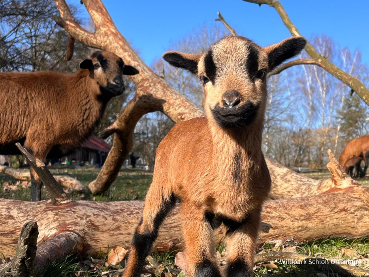 Wildpark Schloss Ortenburg