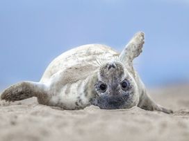 Im Kindergarten der Kegelrobben: 4 Tage Helgoland erleben